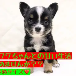 【 チワワ 】小さめサイズの天使降臨♪甘々な生活をあなたに！