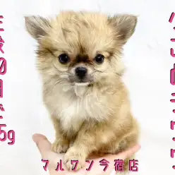 【 チワワ 】パパはJKCチャンピオン！生後80日で555gのイケメン手乗り系！