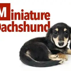 【 ミニチュアダックフント 】超絶美男子！ワンちゃん初心者にオススメわんこ！