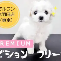 【 ビションフリーゼ 】プレミアムビションを東京大田区で発見!!