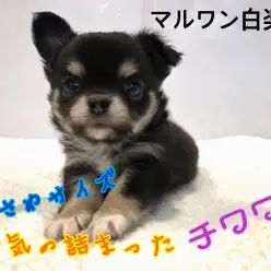 【 チワワ 】小さめサイズのブラックタン！人気要素の詰まった美男子が登場！