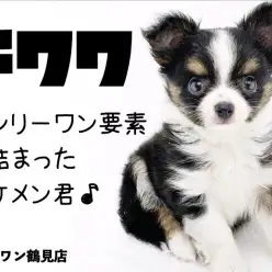 【 チワワ 】オンリーワン要素の詰まった小さめサイズのブラックタン＆ホワイト！