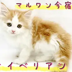 【 サイベリアン 】猫アレルギーになりにくい！？幸福を呼ぶハッピーにゃんこ！