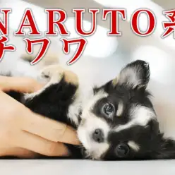 【 チワワ 】NARUTO系ブラッククリームのプレミアムベイビー登場!