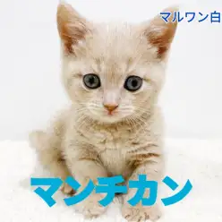 【 マンチカン 】可愛さ美しさ満点！クリームカラーのプリティーキャット！