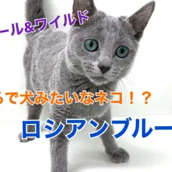 【 ロシアンブルー 】まるで犬のようなネコ！？クール＆ワイルドにゃんこ！