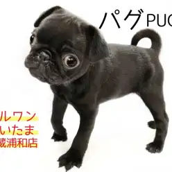 【 黒パグ 】ぶちゃかわだけじゃない！お家の中で遊べるパグちゃん！！