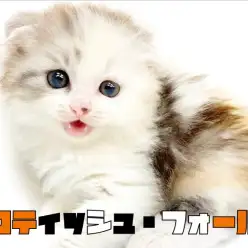 【 スコティッシュフォールド 】パステル・たれ耳・丸顔・2倍可愛いポイント紹介!