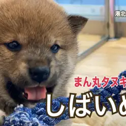 【 柴犬 】港北NT店人気犬種！！まん丸フェイスのおっとり柴ちゃん！