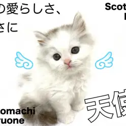 【 スコティッシュ・フォールド 】横浜元町店にシルバータビーの男の子が登場！