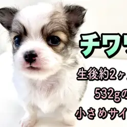 【 チワワ・ロングコート 】世界最小犬種の中でも小さめ！？美しい希少カラーチワワ！