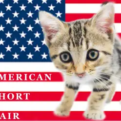 【 アメリカンショートヘア 】両親がチャンピオン！猛烈な甘えん坊ブラウンタビー！