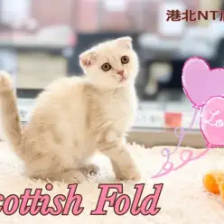 【 スコティッシュフォールド 】タレ目タレ耳、まん丸スコティッシュちゃん！