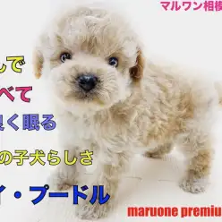 【 トイ・プードル 】遊んだ後は立ちながらうたた寝？子犬らしさ満載でレビュー！