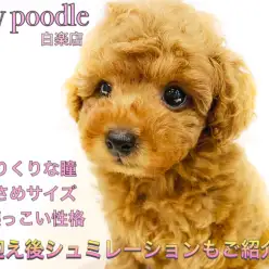 【 トイプードル 】至極の可愛さ！くりっくりのおめめがチャームポイントの癒し系！