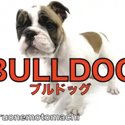 【 ブルドッグ 】圧倒的迫力！だるんだるんのお肉とピュアな瞳のアメイジングガール！