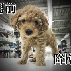 【 トイプードル 】ファミリーにおススメ！ くりくりカールはダンディズムの予感！