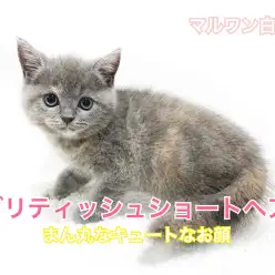 【 ブリティッシュショートヘア 】ずんぐりむっくり!まん丸顔がチャームポイント!