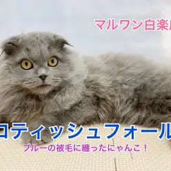 【 スコティッシュフォールド 】ブルーの被毛を纏った甘えん坊にゃんこ！
