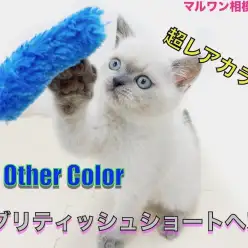 【 ブリティッシュショートヘア 】超レアカラー！見た目と性格のギャップが特大！