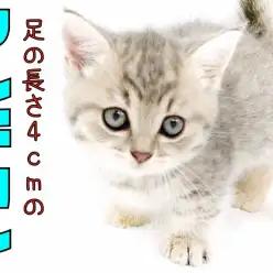 【 マンチカン 】足の長さ4センチ?!横浜でNO1短足マンチカン!