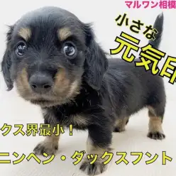 【 カニンヘン・ダックスフント 】手乗りサイズ！小さな身体でパワフルライフ！