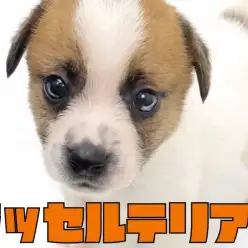 【 ジャックラッセルテリア 】夏を眼力の強いイケメンと一緒に楽しもう！！