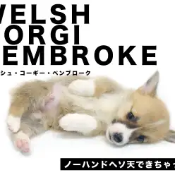 【 ウェルシュ・コーギー 】従順ポテンシャルが半端ない!秘技ノーハンドへそ天!