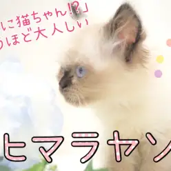 【 ヒマラヤン 】ねこちゃん初心者必見！飼いやすさ間違いなし！