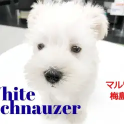 【 ミニチュア・シュナウザー 】幸せを運ぶ！純白のウエディングカラー！