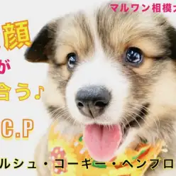 【 コーギー 】ムードメーカーには笑顔が似合う!表情の豊かさから目が離せない!