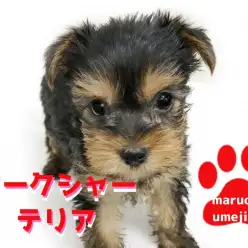 【 ヨークシャーテリア 】生後57日で550g！毎日のお散歩不要の女の子！