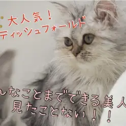 【 スコティッシュフォールド 】大人気!希少な長毛スコティッシュをご紹介!