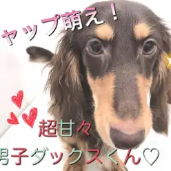 【 ミニチュアダックスフント 】超甘々イケメンくんのセカンドレビュー！