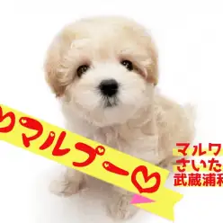 【 MIX・マルプー 】お留守番出来る！世界に一つだけのミックス！！