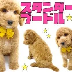 【 スタンダード・プードル 】アクティブな夏を一緒に過ごそう♪憧れの大型犬！