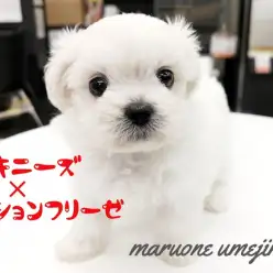 【 MIX・ペキニーズ×ビションフリーゼ 】東京で一番珍しいミックスをご紹介!!