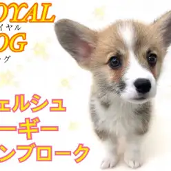 【 ウェルシュコーギーペンブローク 】お尻がとってもキュートなロイヤルドッグ