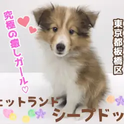 【 シェットランドシープドッグ 】優しさあふれる究極のヒーリングドッグ登場！！