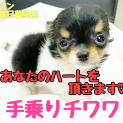 【 チワワ 】あなたのハートを奪ってみせます！ちっちゃな手乗り天使♡