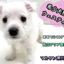 【 ウェストハイランドホワイトテリア 】白いテリアの希少犬種ウェスティ登場！