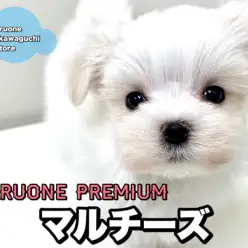 【 マルチーズ 】小さめ・美形・毛量多めのプレミアムマルチーズ！！