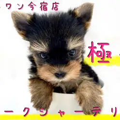 【 極小 ヨークシャーテリア 】生後50日で349g!ティーカップヨーキー降臨!
