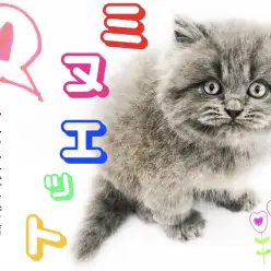 【 ミヌエット 】触り心地最高！癒しボディのプリンス登場です！