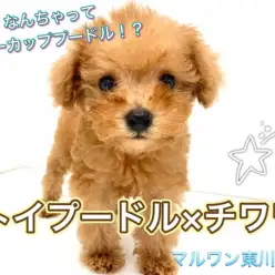 【 MIX犬 】9割トイプードル！？チワワ×トイプーの大人気MIX犬が登場♪