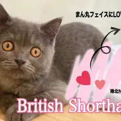 【 ブリティッシュショートヘア 】手触りはベルベット！むっちり鏡もちボディ！