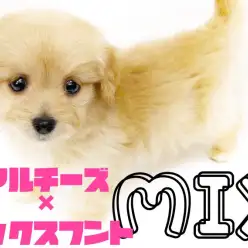 【 MIX 】胴長短足と滑らかな毛触りのマルチーズ×ダックスのマルックス登場！