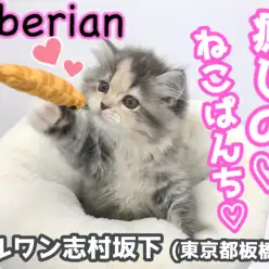 【 サイベリアン 】パステルカラーのコートを纏ったおしゃれキャット登場！！