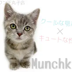 【 マンチカン 】クールかつキュートなギャップ萌えにゃんこ！