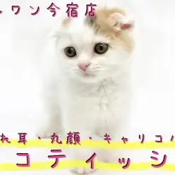 【 スコティッシュフォールド 】レアカラー・垂れ耳・丸顔のおっとりニャンコ！